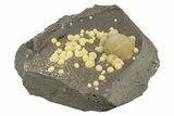 Globular Yellow Calcite Formations on Basalt - Italy #248573-1
